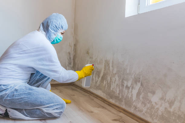 Black mold inspection in Pierce