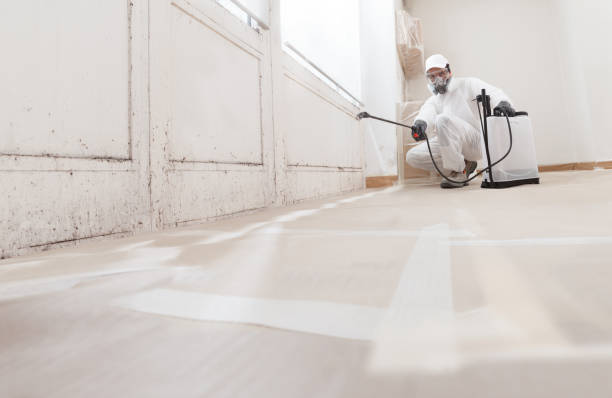 Black mold remediation team in Pierce